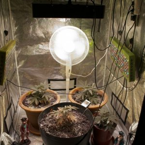 Second tent and vegetative plants