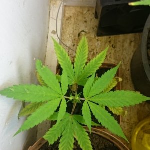 week 4 flower