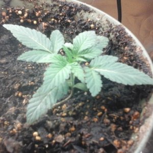 Bag Seed Day 13