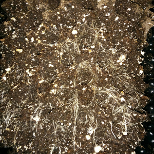 AK48 Day 60 Roots 1