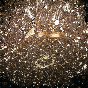 AK48 Day 60 Roots 2