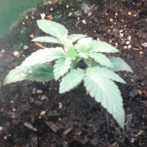 Bag Seed Veg Week 2 CFL