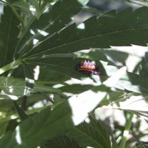 outdoor plants