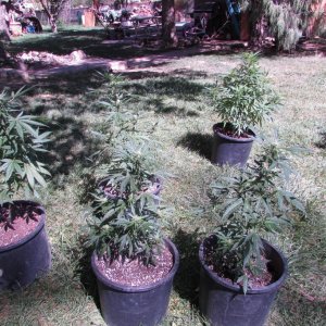 outdoor plants