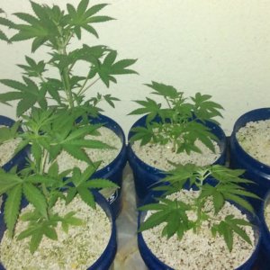 Grow 1 day 29