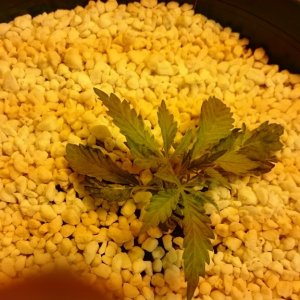 purple kush grow