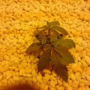 purple kush grow