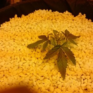 purple kush grow