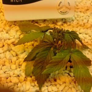 purple kush grow