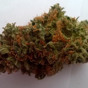 AutoSweetSkunk