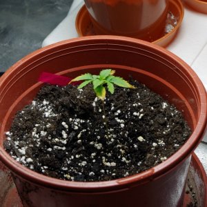 Seedlings in tent 2