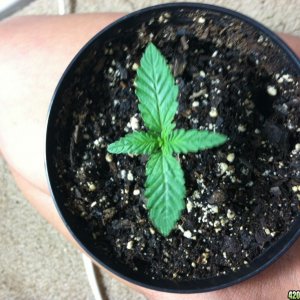 Aurora Indica Feminized Seedling - 1 Month