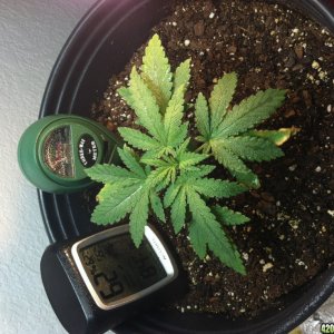 Aurora Indica Feminized Seedling - 1 Month