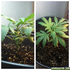 Aurora Indica Feminized Seedling - 1 Month