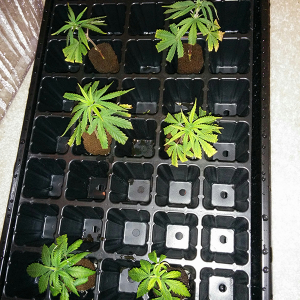 AK48 WW Clones Day 13