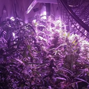 2x 650wt LED grow update!!!!