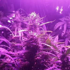 2x 650wt LED grow update!!!!