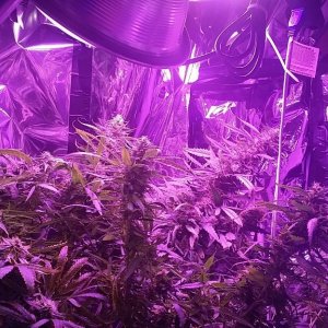 2x 650wt LED grow update!!!!