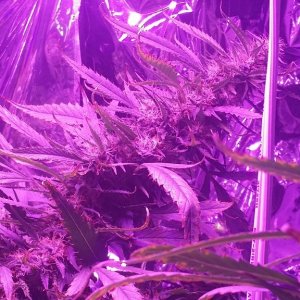 2x 650wt LED grow update!!!!