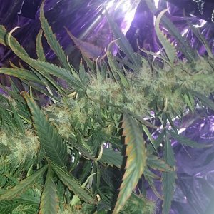 2x 650wt LED grow update!!!!