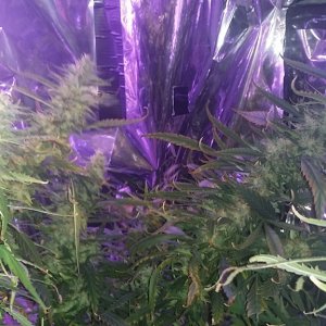 2x 650wt LED grow update!!!!