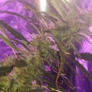 2x 650wt LED grow update!!!!