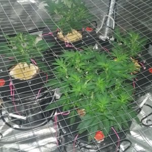 scrog