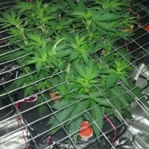 scrog