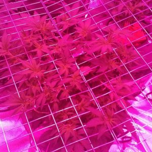 scrog update