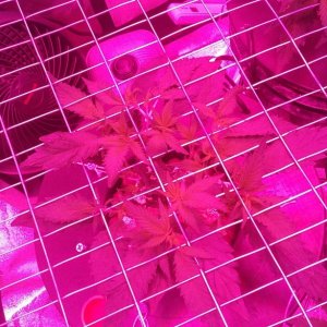 scrog update