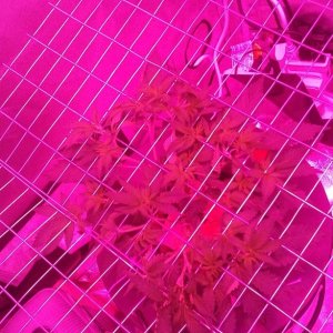 scrog update