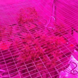 scrog update