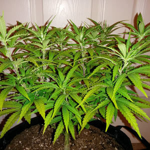 AK48 Day 67 Pic 2