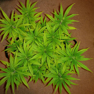 AK48 Day 67 Pic 1