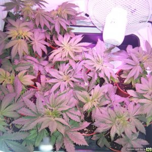 afghani plants