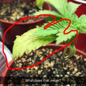 What is wrong with my plant