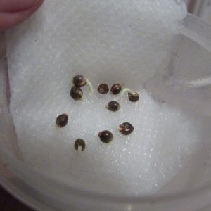 Genofarm seeds thunderhaze auto day 18 dark dragon KOS germination