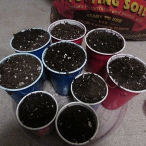 Genofarm seeds thunderhaze auto day 18 dark dragon KOS germination