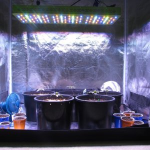 Genofarm seeds thunderhaze auto day 18 dark dragon KOS germination