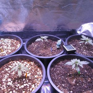 Genofarm seeds thunderhaze auto day 18 dark dragon KOS germination