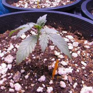 Genofarm seeds thunderhaze auto day 18 dark dragon KOS germination