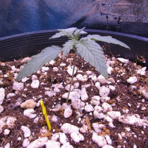 Genofarm seeds thunderhaze auto day 18 dark dragon KOS germination