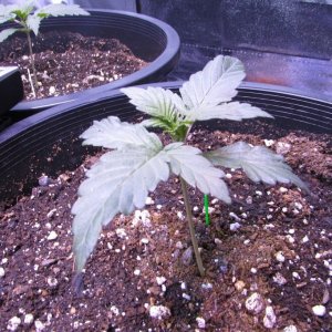 Genofarm seeds thunderhaze auto day 18 dark dragon KOS germination