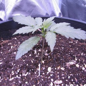 Genofarm seeds thunderhaze auto day 18 dark dragon KOS germination