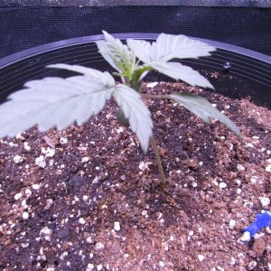 Genofarm seeds thunderhaze auto day 18 dark dragon KOS germination