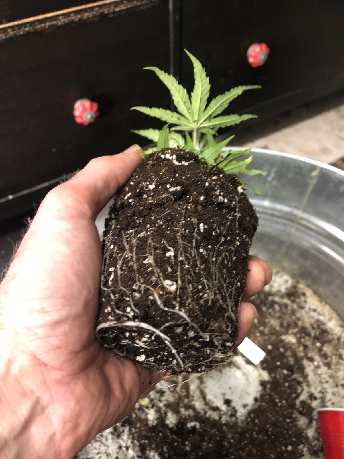 01 12 2022 BB clone roots.jpg