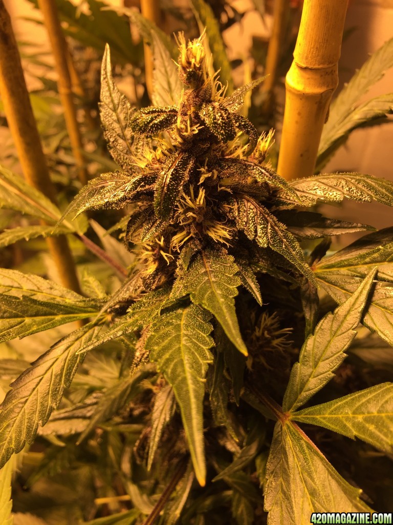 01-29-2017_Day_56_PK_Buds_growing