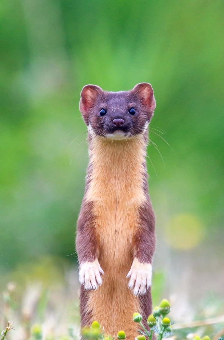 01-weasel.jpg