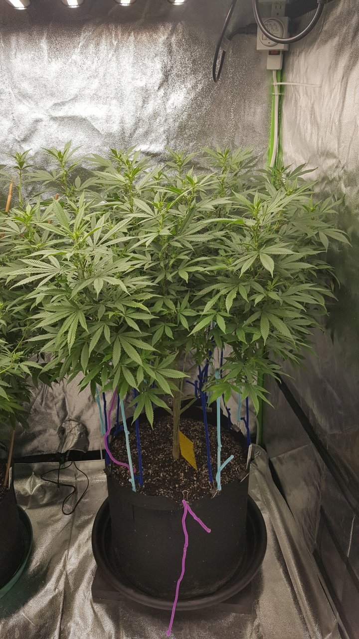 010319 Amherst Sour Diesel Flip Day 10 1.jpg