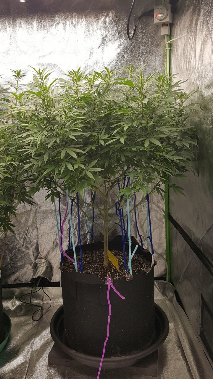 010319 Amherst Sour Diesel Flip Day 10 6.jpg